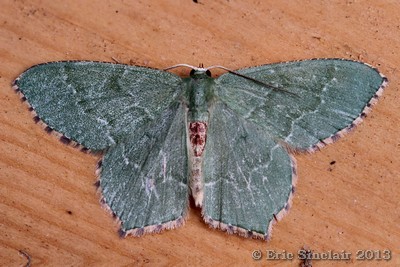 Common Emerald